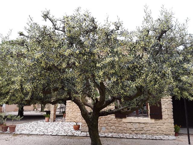 Chambres d'hôtes Sainte Cécile les Vignes